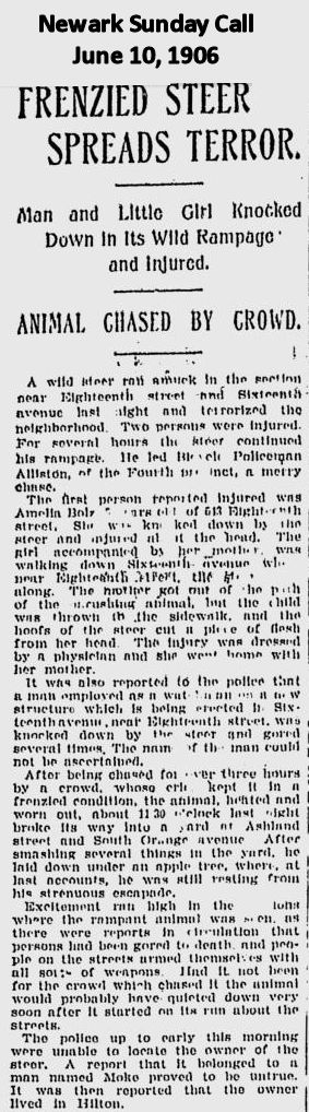 Frenzied Steer Spread Terror
June 10 1906
